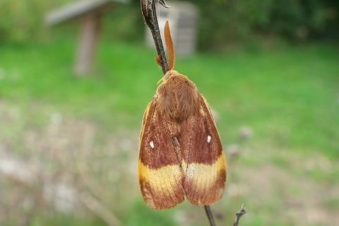 Oak Eggar